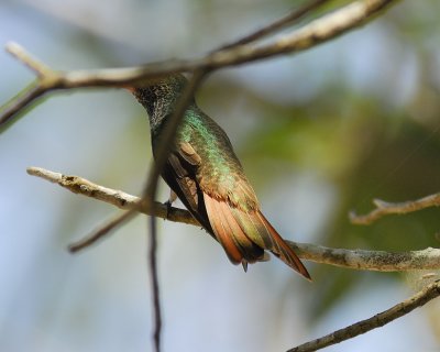 buff-bellied hummingbird BRD0932.jpg