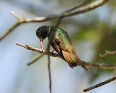 1390i_buff_bellied_hummingbird