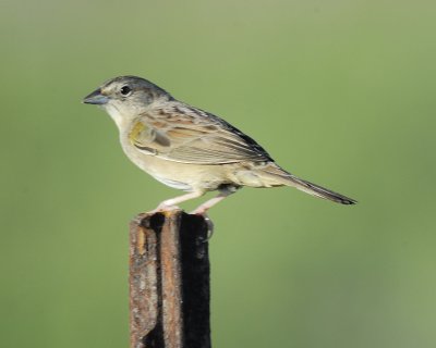 botteri's sparrow BRD0952.jpg