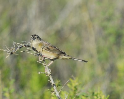 botteri's sparrow BRD0956.jpg