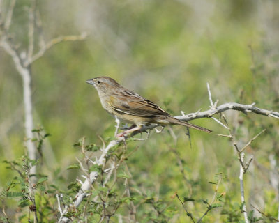 botteri's sparrow BRD1028.jpg