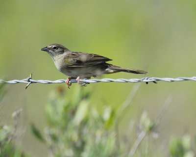 botteri's sparrow BRD1036.jpg