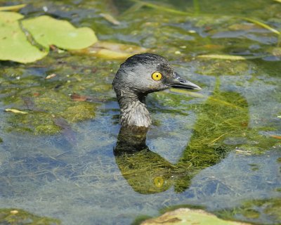 least grebe BRD1134.jpg