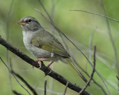 olive sparrow BRD1164.jpg