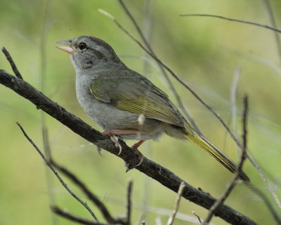 olive sparrow BRD1168.jpg