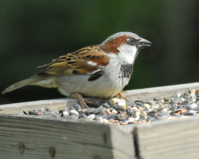 house sparrow BRD1249.jpg