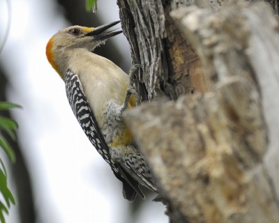 golden-fronted woodpecker BRD1280.jpg