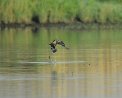 black-tailed godwit BRD2647.jpg