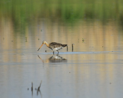 1191h_black_tailed_godwit