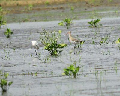 black-tailed godwit BRD3419.JPG