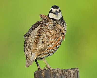 northern bobwhite BRD3433.JPG