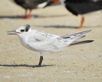 sandwich tern BRD4069.JPG