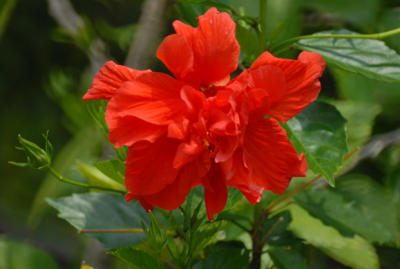 Hibiscus