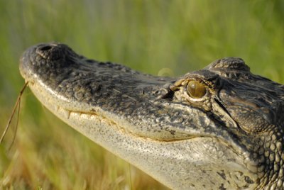 american alligator 