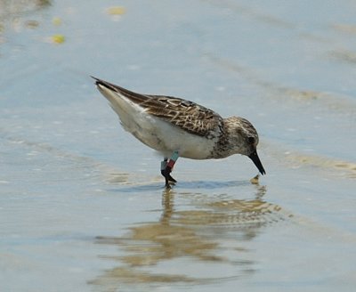Semipalmated Sandpiper with Flags