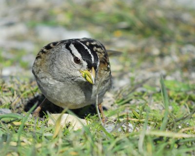 white-crowned sparrow BRD6413.jpg