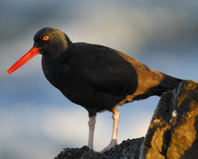 black oystercatcher BRD3497.jpg