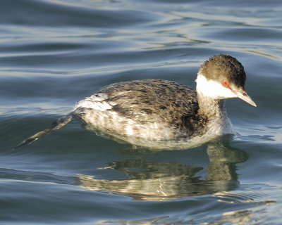 horned grebe BRD3381.jpg