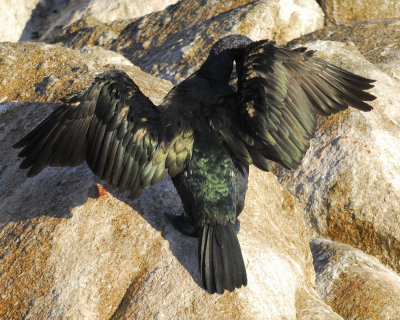 pelagic cormorant BRD3529.jpg