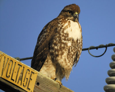 red-tailed hawk BRD3432.jpg