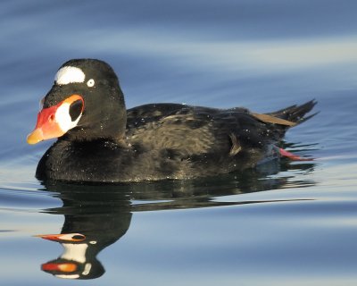 1090x_surf_scoter