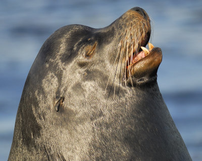 3005g_sea_lion