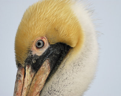 brown pelican BRD3916.jpg
