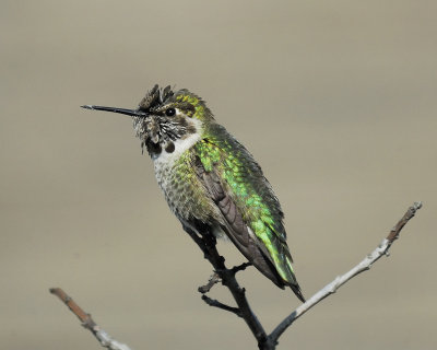 anna's hummingbird BRD3990.jpg