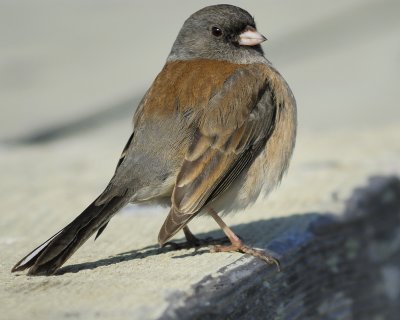 1670_sparrows