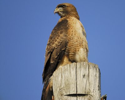 red-tailed hawk BRD3961.jpg