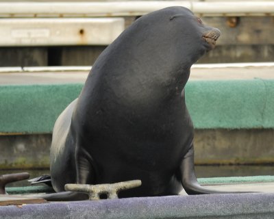 california sea lion BRD4464.jpg