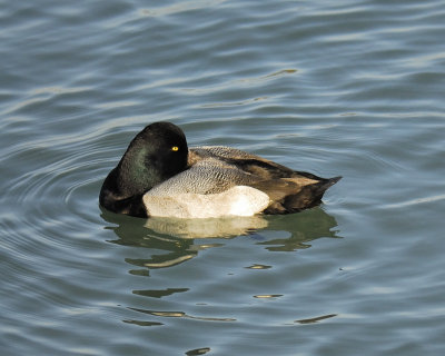 greater scaup BRD4276.jpg