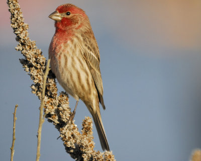 1610_finches