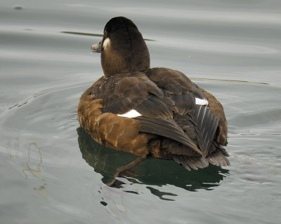 1091i_white_winged_scoter