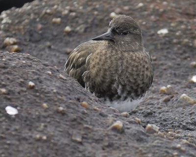 black turnstone BRD4596.jpg