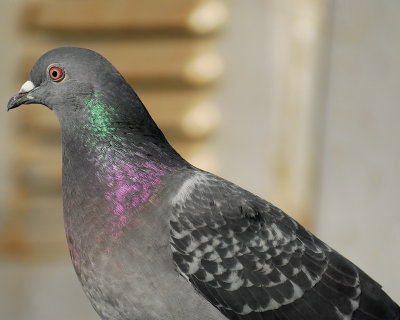 rock pigeon BRD4626.jpg
