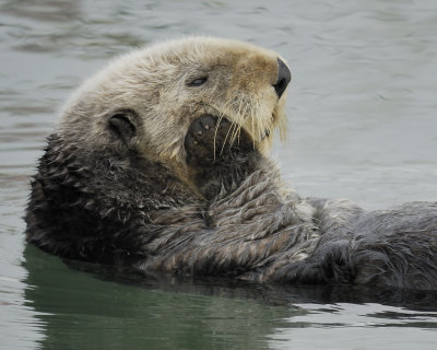 sea otter BRD4882.jpg