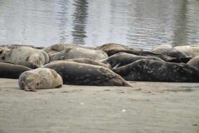 harbor seal BRD4931.jpg