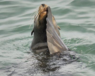 california sea lion BRD4979.jpg