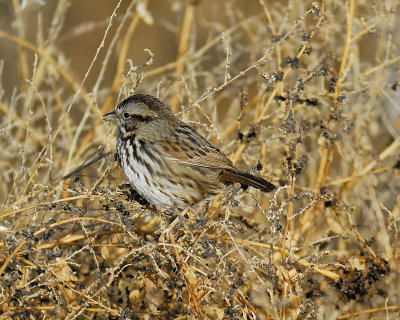 song sparrow BRD5053.jpg