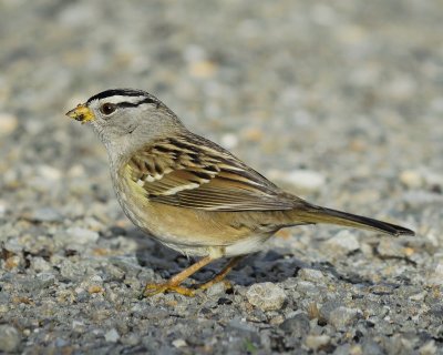 white-crowned sparrow BRD5091.jpg