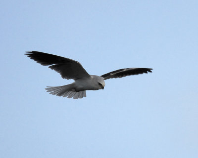 white-tailed kite BRD5137.jpg