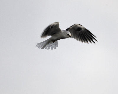 white-tailed kite BRD5140.jpg