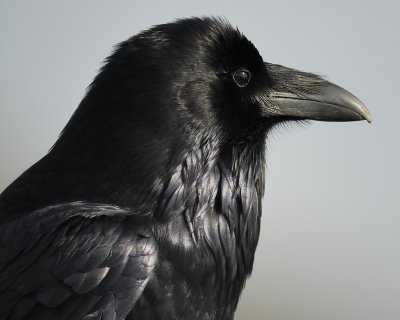 common raven BRD5213.jpg