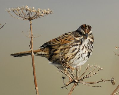 song sparrow BRD5225.jpg