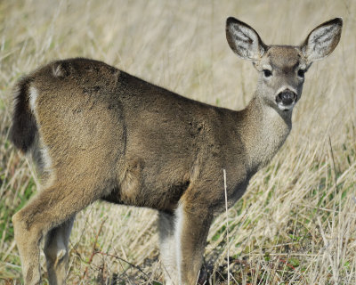 mule deer BRD5632.jpg