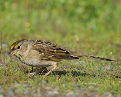 golden-crowned sparrow BRD5287.jpg