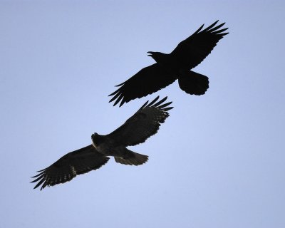 common raven red-tail BRD5352.jpg