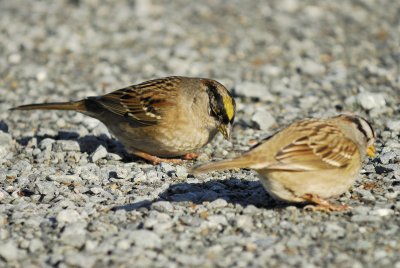 golden-crowned sparrow BRD5449.jpg
