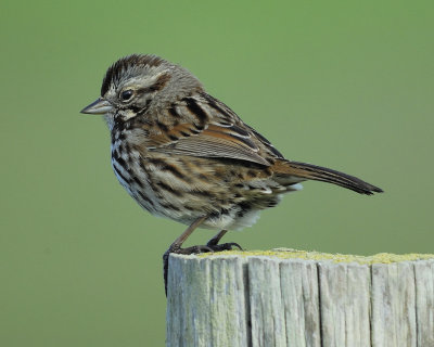 song sparrow BRD5593.jpg